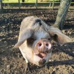 Westpoint Farm Vets, Daventry