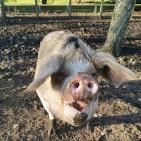 Westpoint Farm Vets, Daventry ico
