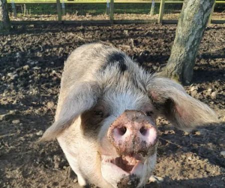 Westpoint Farm Vets, Daventry