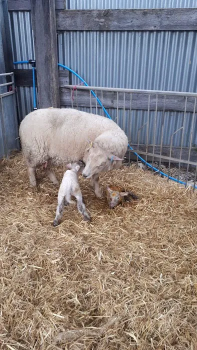 Westpoint Farm Vets, Daventry Picture 6