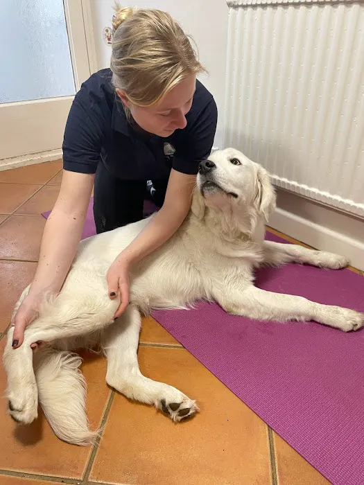 Even Stride Veterinary Physiotherapy Picture 2