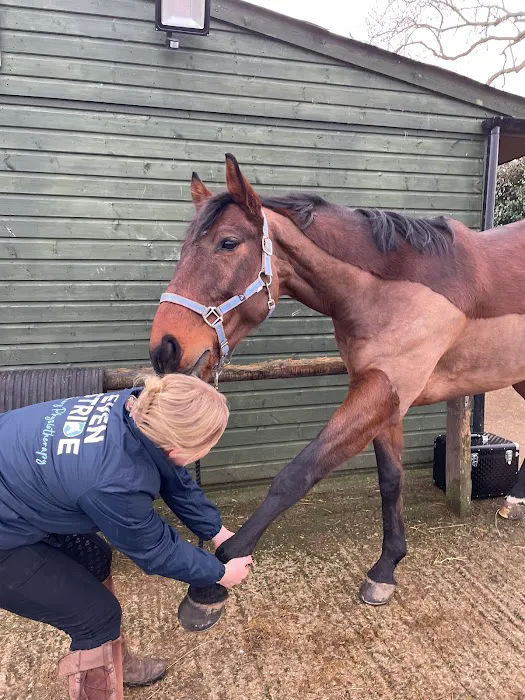 Even Stride Veterinary Physiotherapy Picture 10
