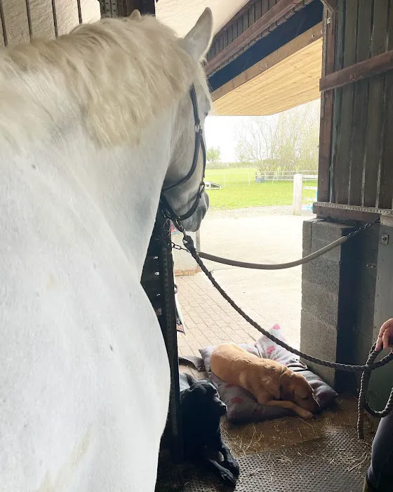 Even Stride Veterinary Physiotherapy Picture 7