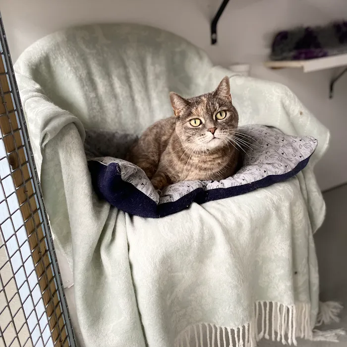 Longcourse Cattery Picture 3