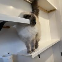 Longcourse Cattery ico