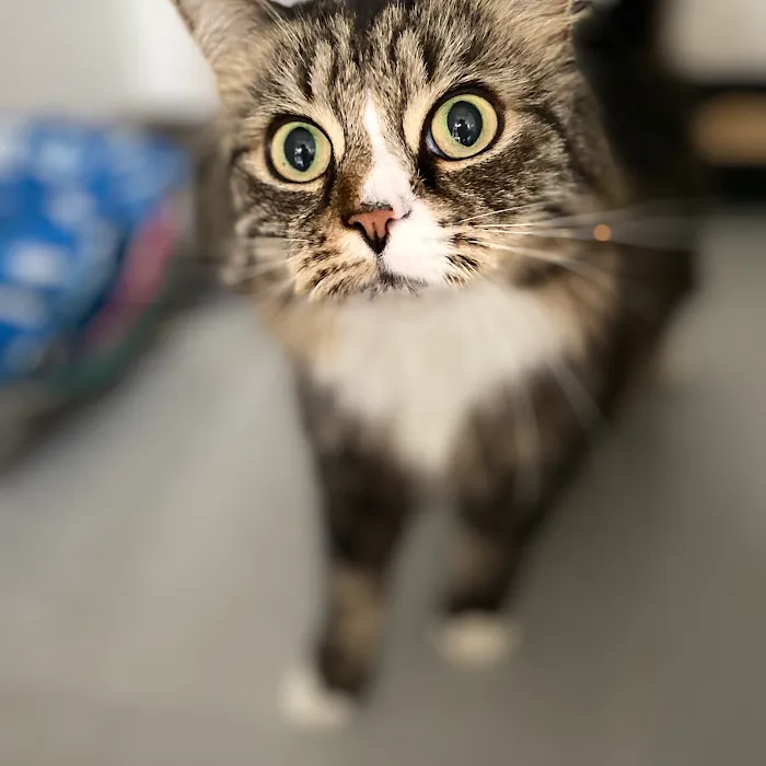 Longcourse Cattery Picture 6