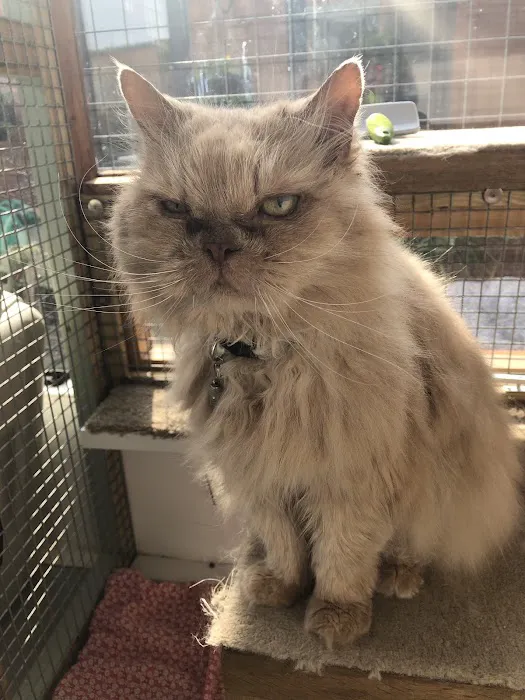 Longcourse Cattery Picture 8