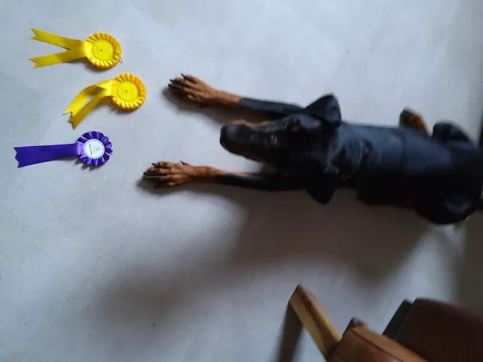 Sheddings Pets Picture 1