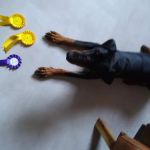 Sheddings Pets