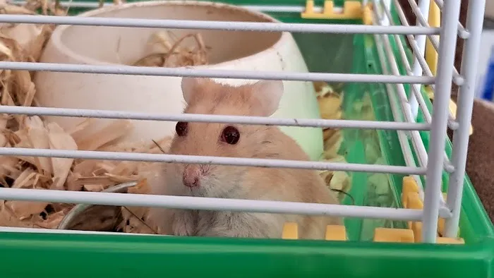 Pet Care Oldham Picture 4