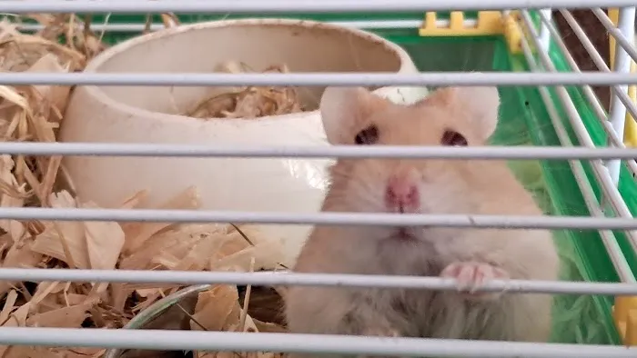 Pet Care Oldham Picture 5