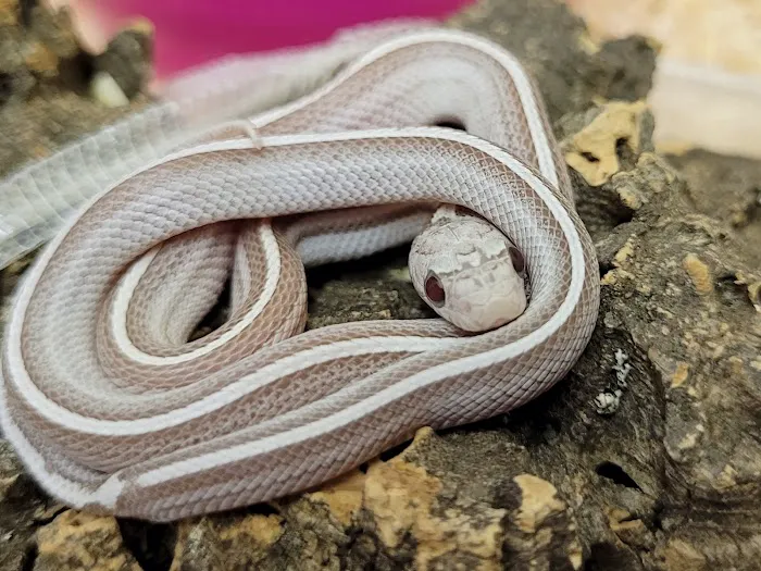 Living World Pets Picture 2