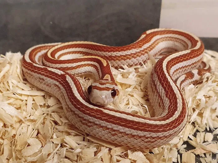 Living World Pets Picture 6