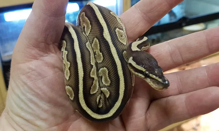 Living World Pets Picture 9