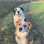 Medivet Balderton