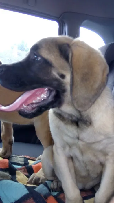 Medivet Balderton Picture 2
