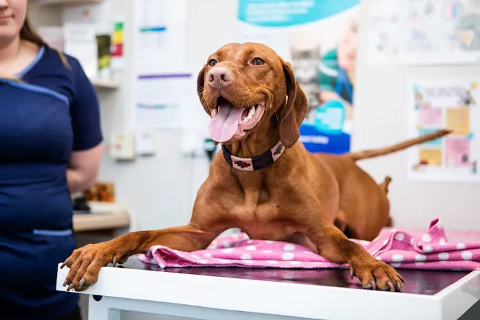 Companion Veterinary Clinic Picture 3