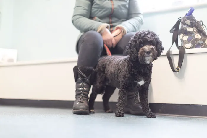 Companion Veterinary Clinic Picture 7