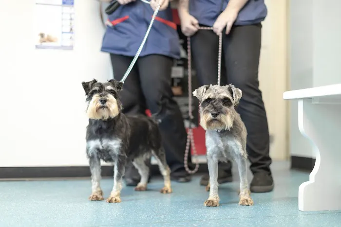 Companion Veterinary Clinic Picture 5
