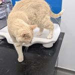 Buttercross Veterinary Centre - East Bridgford