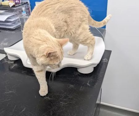Buttercross Veterinary Centre - East Bridgford