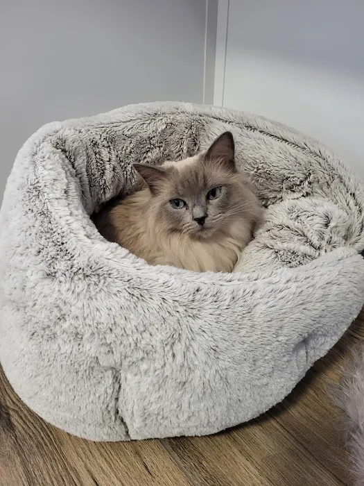 Cawthorne Cat Hotel Picture 2