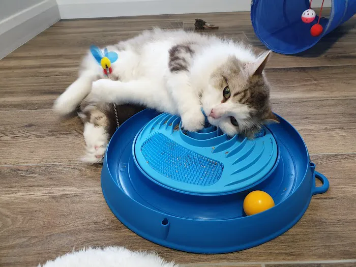 Cawthorne Cat Hotel Picture 5