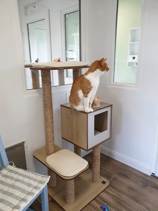 Cawthorne Cat Hotel Picture 8