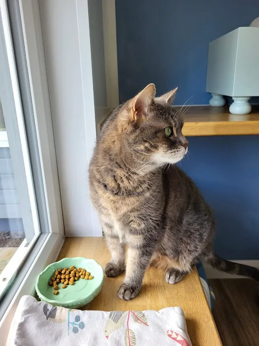 Cawthorne Cat Hotel Picture 7