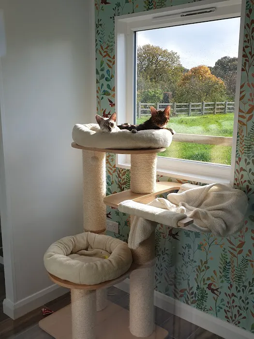 Cawthorne Cat Hotel Picture 9