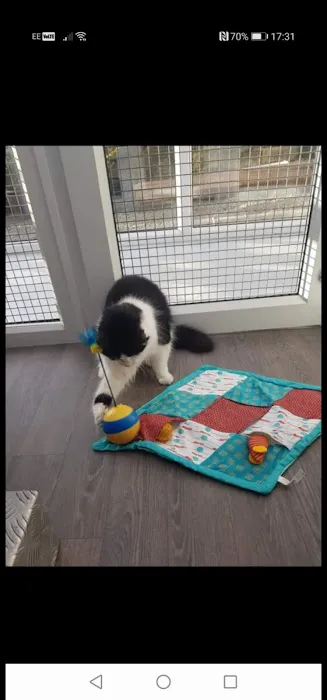 Meow Manor- cat hotel Picture 5