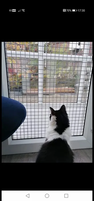 Meow Manor- cat hotel Picture 4