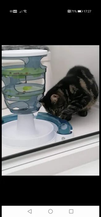 Meow Manor- cat hotel Picture 6