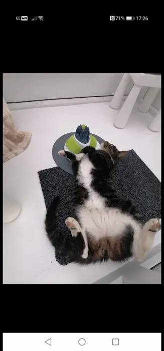 Meow Manor- cat hotel Picture 9