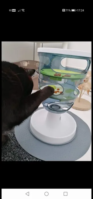 Meow Manor- cat hotel Picture 7