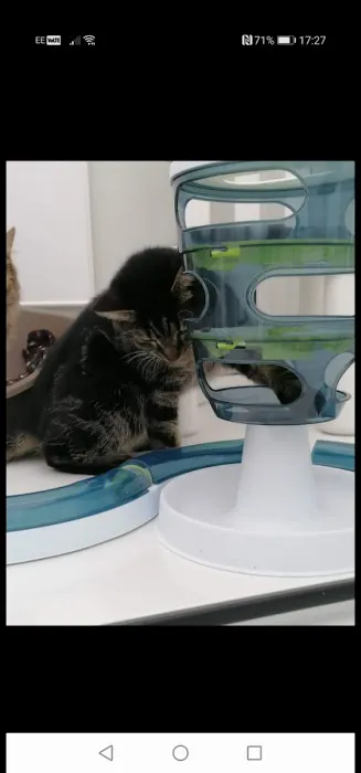 Meow Manor- cat hotel Picture 10