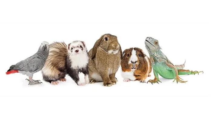 Valley Veterinary Hospital Picture 3