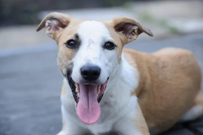 Valley Veterinary Hospital Picture 9