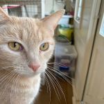 Cotgrave Cattery