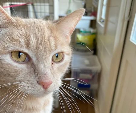 Cotgrave Cattery