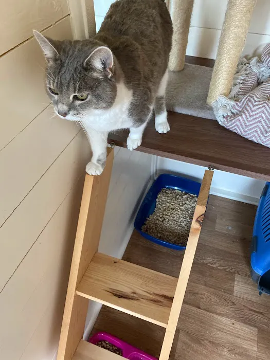 Cotgrave Cattery Picture 2