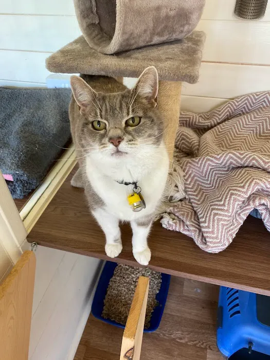 Cotgrave Cattery Picture 6