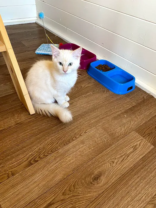 Cotgrave Cattery Picture 4