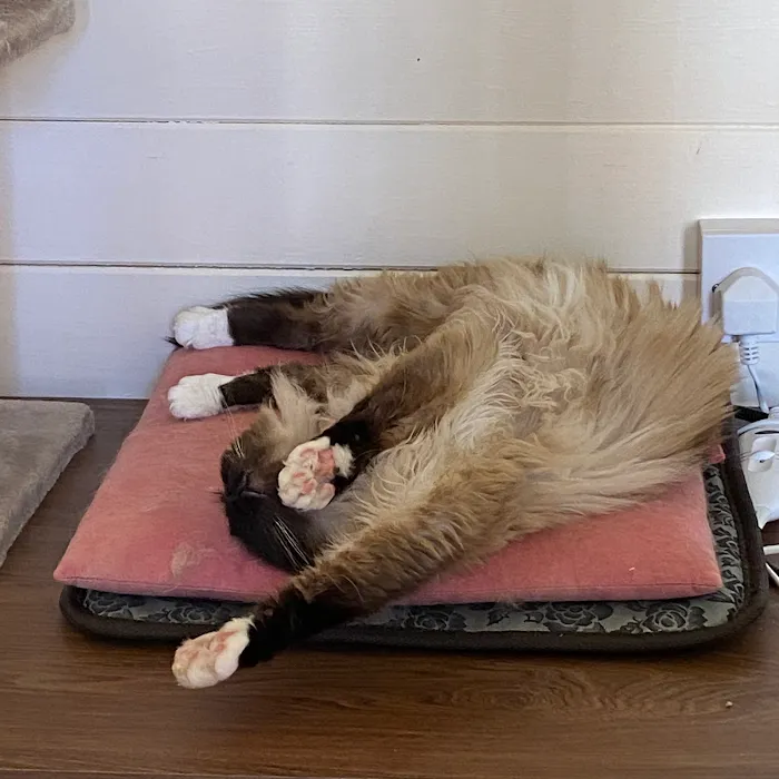 Cotgrave Cattery Picture 10