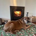 All Creatures Veterinary Centre
