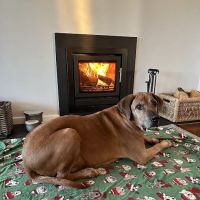 All Creatures Veterinary Centre ico