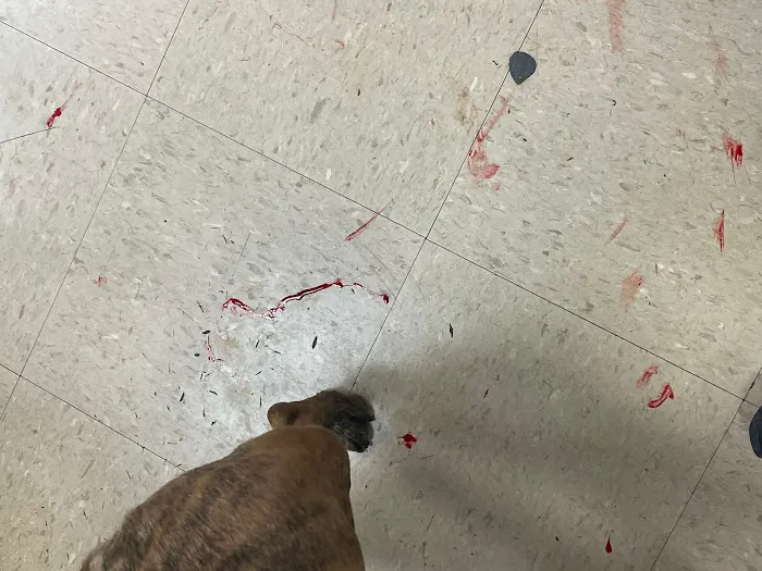 Vets for Pets - Gamston Picture 6