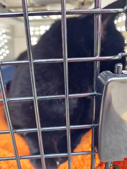 Vets for Pets - Gamston Picture 8