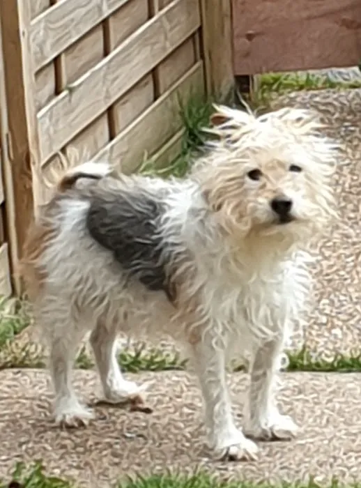 Vets for Pets - Gamston Picture 4