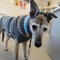 Pinfold Vets Keyworth ico